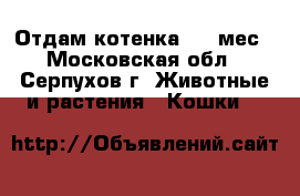 Отдам котенка 1.5 мес - Московская обл., Серпухов г. Животные и растения » Кошки   